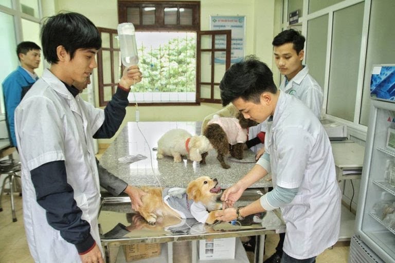 Chăm sóc động vật - trung cấp thú y